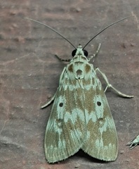 Sommeria marchalii
