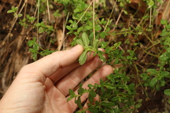 Gonocarpus oreophilus