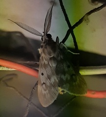 Sommeria marchalii