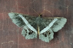Chiasmia