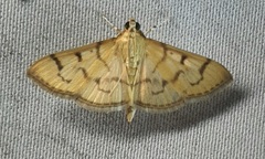Spilomelinae