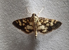 Lygropia distorta