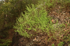 Gonocarpus oreophilus
