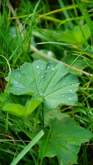 Alchemilla crinita