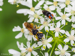 Ectemnius lituratus