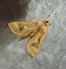 Lepidoptera