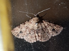 Lepidoptera