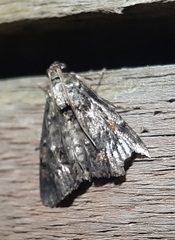 Lepidoptera