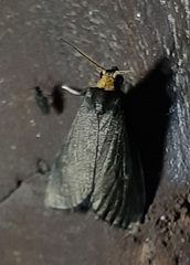 Macrobrochis staudingeri