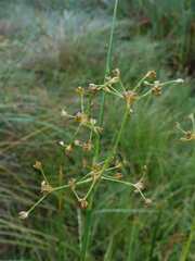 Juncus subnodulosus