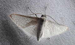 Lepidoptera