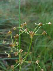 Juncus subnodulosus