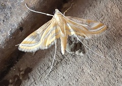 Lepidoptera