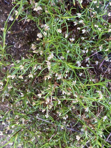 Image of Laxmannia sessiliflora by (c) Thomas Mesaglio, some rights reserved (CC BY)