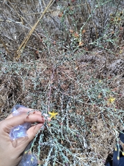 Hypericum triquetrifolium