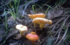 Afrocantharellus