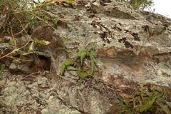 Dicranopteris linearis linearis