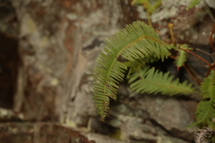 Dicranopteris linearis linearis