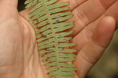 Dicranopteris linearis linearis