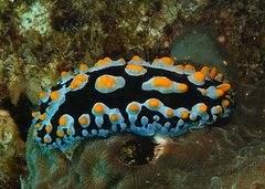 Phyllidia varicosa