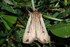 Noctuinae