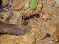 Odontomachus ruficeps