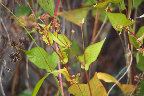 Thunberg’s smartweed