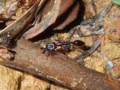 Odontomachus ruficeps