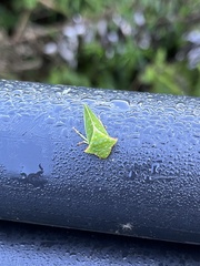 Tituria planata