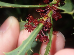 Hakea neospathulata