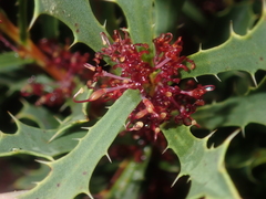 Hakea neospathulata