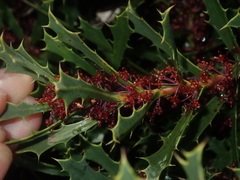 Hakea neospathulata