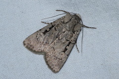 Noctuinae