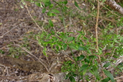 Clematis decipiens