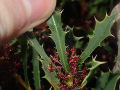 Hakea neospathulata