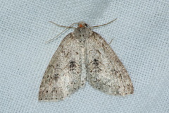 Lepidoptera