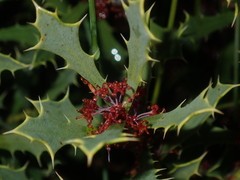 Hakea neospathulata