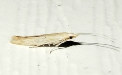 Coleophorinae
