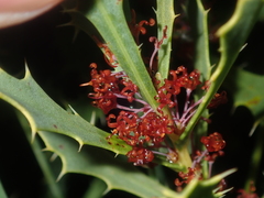 Hakea neospathulata