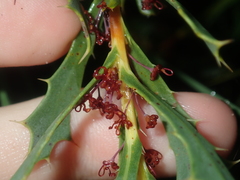 Hakea neospathulata
