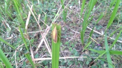 Megarrhamphus truncatus