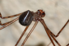 Pholcidae