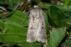 Noctuinae