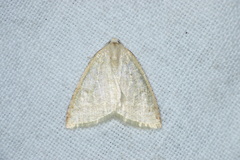 Lepidoptera