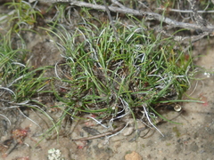 Schoenus clandestinus