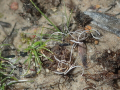 Schoenus clandestinus