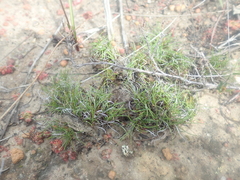 Schoenus clandestinus