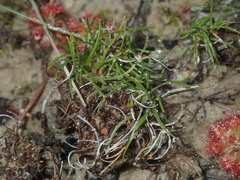 Schoenus clandestinus