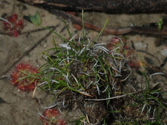 Schoenus clandestinus