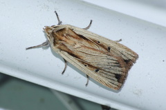 Noctuinae